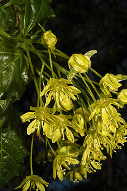 Acer platanoides flowers